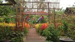 Taman Bunga Tersembungi di Klaten, Kamu Tahu?
