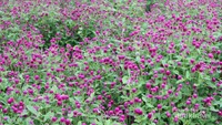 Koleksi bunga di Taman Bunga Kebon Asri