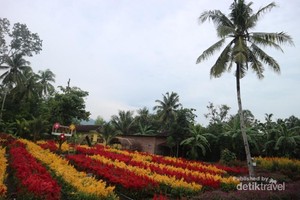 Taman Bunga Tersembungi di Klaten, Kamu Tahu?