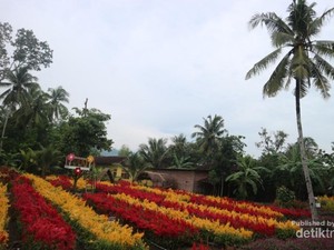 Taman Bunga Tersembungi di Klaten, Kamu Tahu?