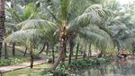 Taman Cantik di Jakarta Selatan, Wajib Mampir!