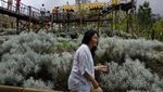 Taman Edelweis yang Tidak Biasa di Bali
