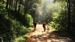 Taman Hutan Ir Djuanda, Tempat Hiking Asyik di Bandung