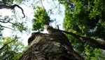 Taman Hutan Raya Juanda, Bandung yang Instagram-able