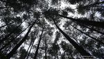 Taman Hutan Raya Juanda, Bandung yang Instagram-able