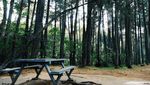 Taman Hutan Raya Juanda, Bandung yang Instagram-able