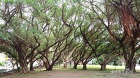 Kehadiran pohon-pohon raksasa mempercantik taman ini