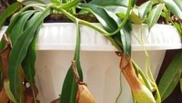 Salah satu jenis tanaman pemakan serangga di Botanical Garden