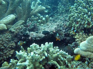 Taman Laut Olele, Surga Baru Para Penyelam di Gorontalo