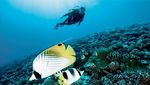 Taman Laut Pulau Payar, Surga Menyelam di Malaysia