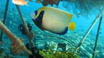 Taman Laut Pulau Payar, Surga Menyelam di Malaysia