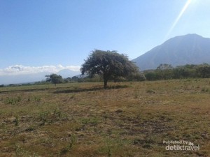 Taman Nasional Baluran, Afrika dari Jawa Timur