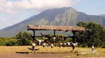 Taman Nasional Baluran, Situbondo Rasa Afrika
