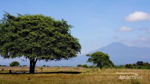 Taman Nasional Baluran, Situbondo Rasa Afrika
