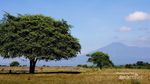 Taman Nasional Baluran, Situbondo Rasa Afrika