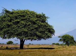 Taman Nasional Baluran, Situbondo Rasa Afrika