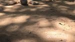 Taman Nasional Komodo yang Bikin Jatuh Hati