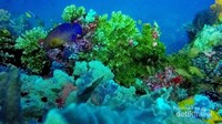 Crystal Rock Dive Spot