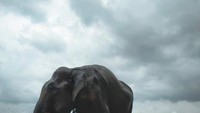 Gajah jantan usia 35 tahun, namanya aris