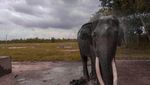 Taman Nasional Waykambas Rumah Gajah di Lampung