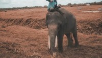 Aris dengan pawang gajah nya