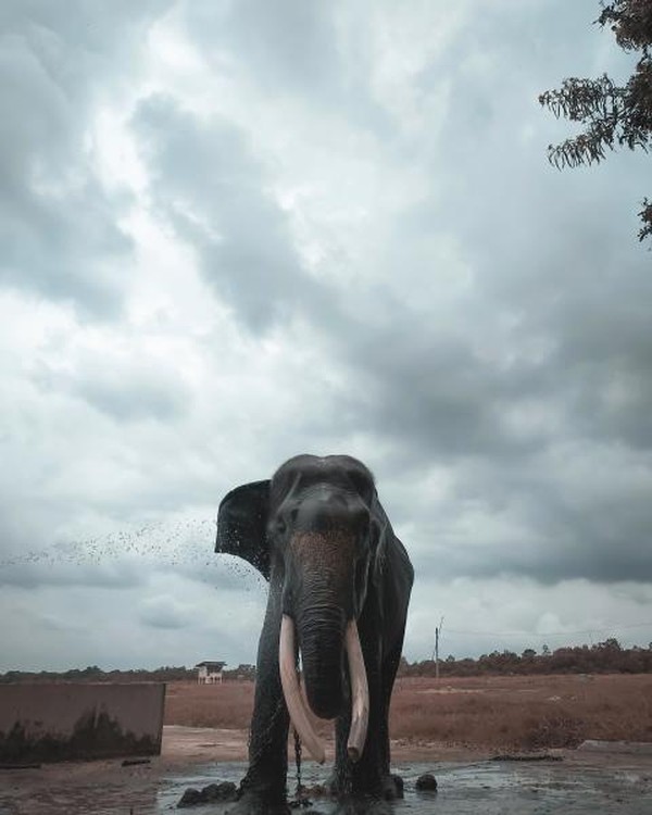 Taman Nasional Waykambas Rumah Gajah di Lampung