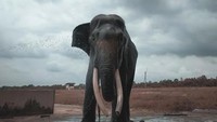 Gajah jantan usia 35 tahun, namanya Aris