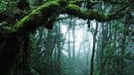Taman Negara, Liburan Seru Ala Penjelajah Hutan di Malaysia