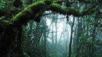Suasana di dalam hutan (getintravel.com)
