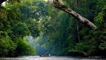 Taman Negara, Liburan Seru Ala Penjelajah Hutan di Malaysia