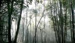 Taman Negara, Liburan Seru Ala Penjelajah Hutan di Malaysia