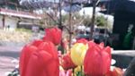 Taman Rekreasi Gratis di Korea Selatan