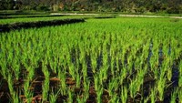 Sawah di Bener Meriah
