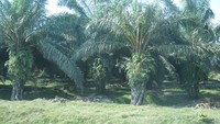 Kebun kelapa sawit