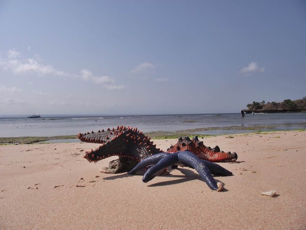 Biota laut Pantai Pink (Tangsi)