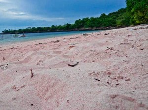Tangsi, Pantai Cantik Berpasir Pink di Lombok
