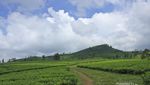 Tea Garden Resort, Destinasi Pelepas Stress yang Lagi Hit di Subang