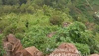 Hutan cemara yang indah