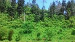 Telaga Kumpe, Kecantikan Tersembunyi dari Banyumas