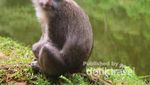 Telaga Warna, Keindahan Alam Tersembunyi di Puncak Bogor