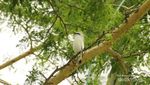 Teluk Brumbun, Surga Tersembunyi Si Burung Jalak Bali