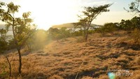 Savanna di bukit isi sebelah kanan resor