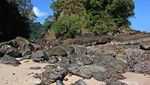 Teluk Hijau, Serasa Pantai Pribadi di Banyuwangi