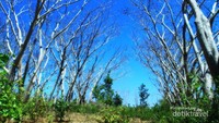 pohon meranggas di lotim