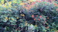 warna warni bunga yang bermekaran