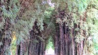 hutan bambu yang tertata rapi dan indah, siapa yang menyangka ini dulunya adalah Tempat Pembuangan Sampah Akhir di Surabaya?