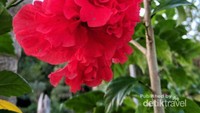 bunga mawar yang sedar mekar