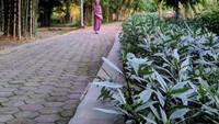 pemandangan hijau nan segar