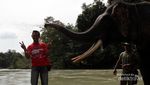 Tempat Memandikan Gajah di Sumatera Utara