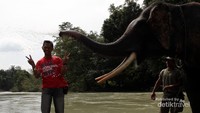 Gajah Tangkahan